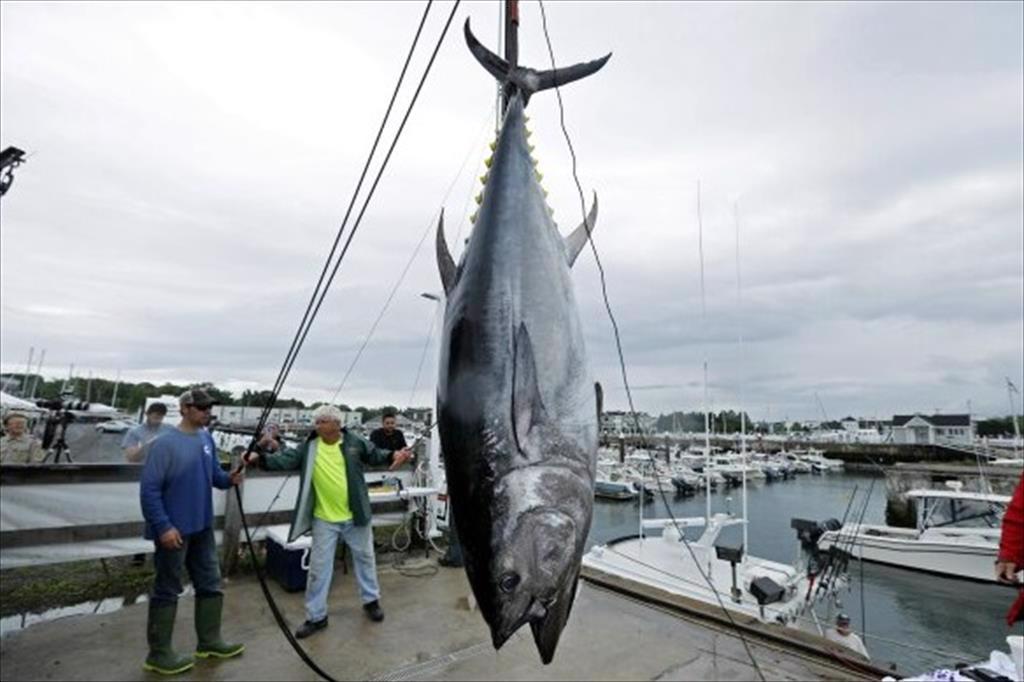 Nhật Bản kiên quyết ngăn chặn việc đánh bắt cá ngừ vây xanh bất hợp pháp