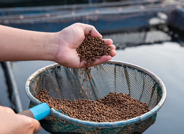 Giá bột cá Trung Quốc giảm do thị trường suy yếu