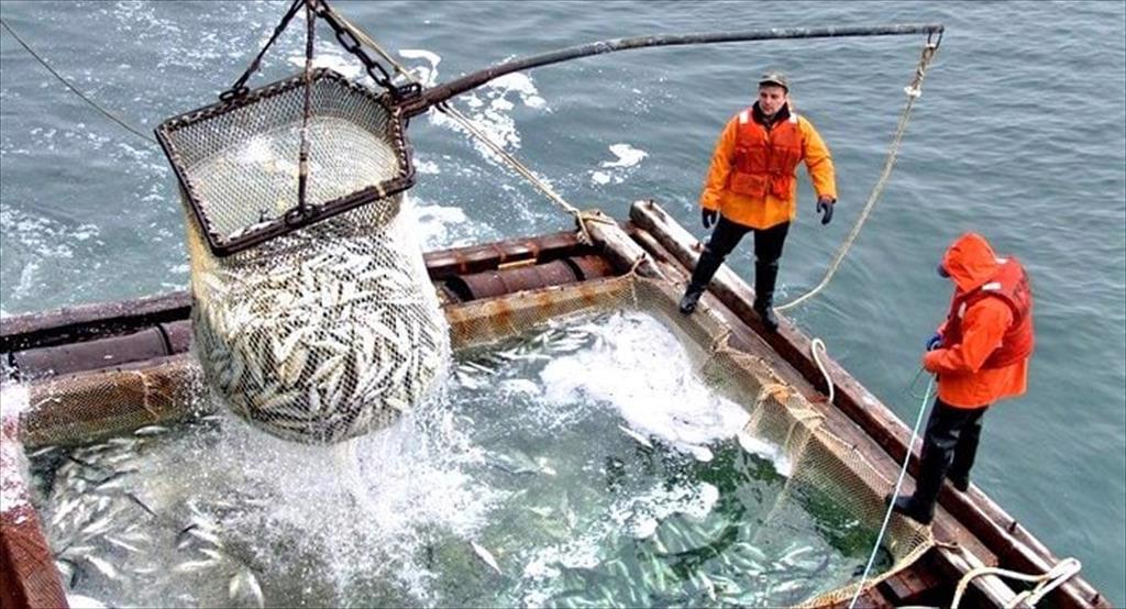 Nga Sản lượng khai thác cá minh thái tăng trong 2 tháng đầu năm nay