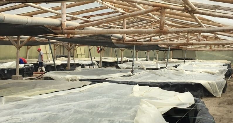 Ecuador phát triển nguồn tôm giống bền vững