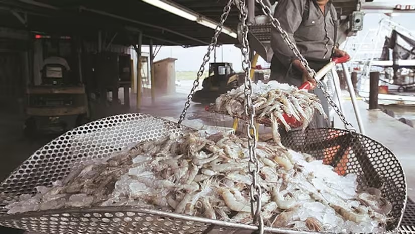 Tháng 12024 Nhập khẩu tôm vào Mỹ giảm sau 6 tháng liên tiếp tăng