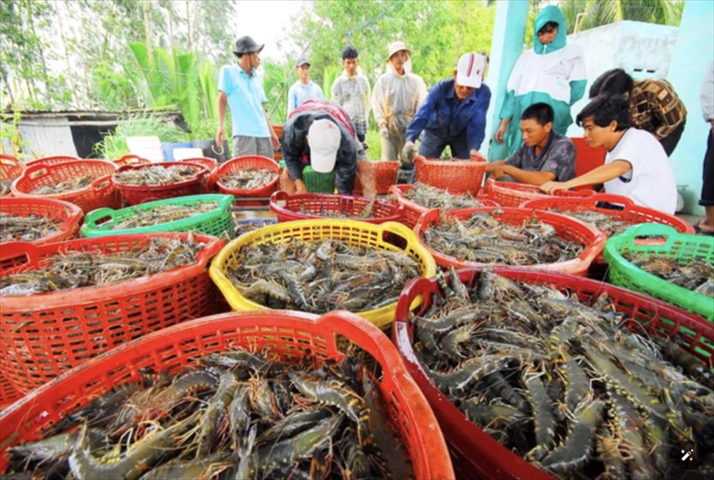 Tôm giá rẻ Ecuador gặp khó ở Trung Quốc, cơ hội vàng cho Việt Nam