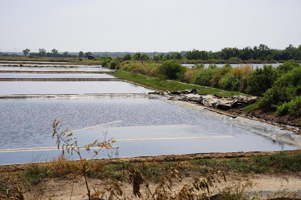 Mới có 17,4% cơ sở nuôi tôm được cấp mã số nhận diện