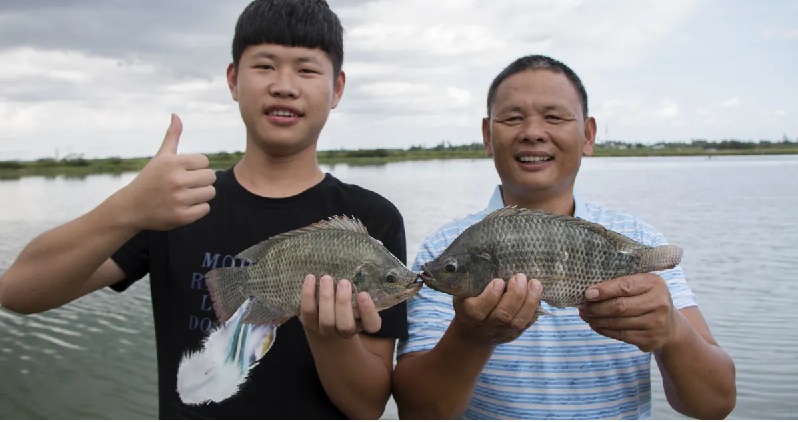 Xuất khẩu cá rô phi Trung Quốc dự kiến phục hồi trong năm 2024