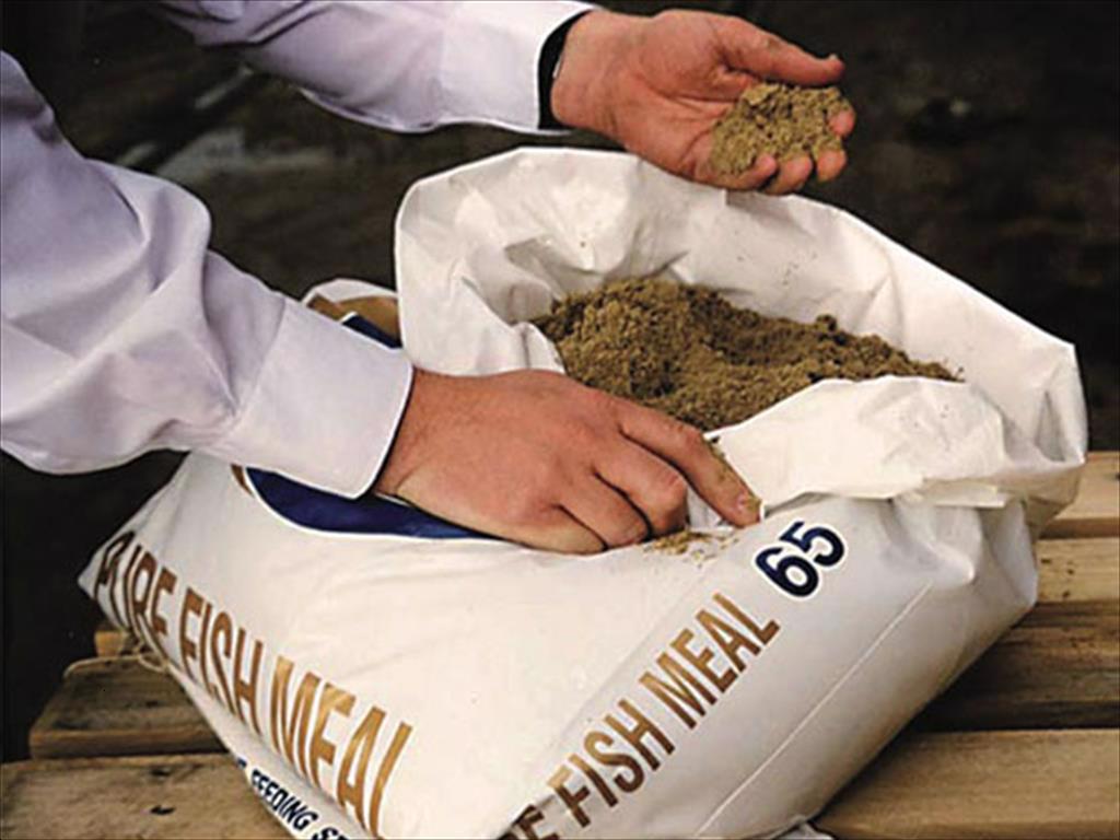 Quy định sai về kích cỡ cá khai thác dẫn đến khủng hoảng bột cá ở miền nam Peru