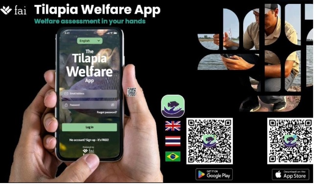 Dự án phúc lợi cá rô phi được triển khai ở Ai Cập
