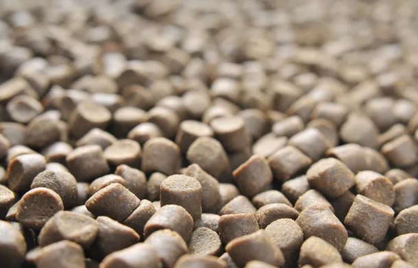 9 nguyên liệu thức ăn thủy sản giàu protein hứa hẹn nhất