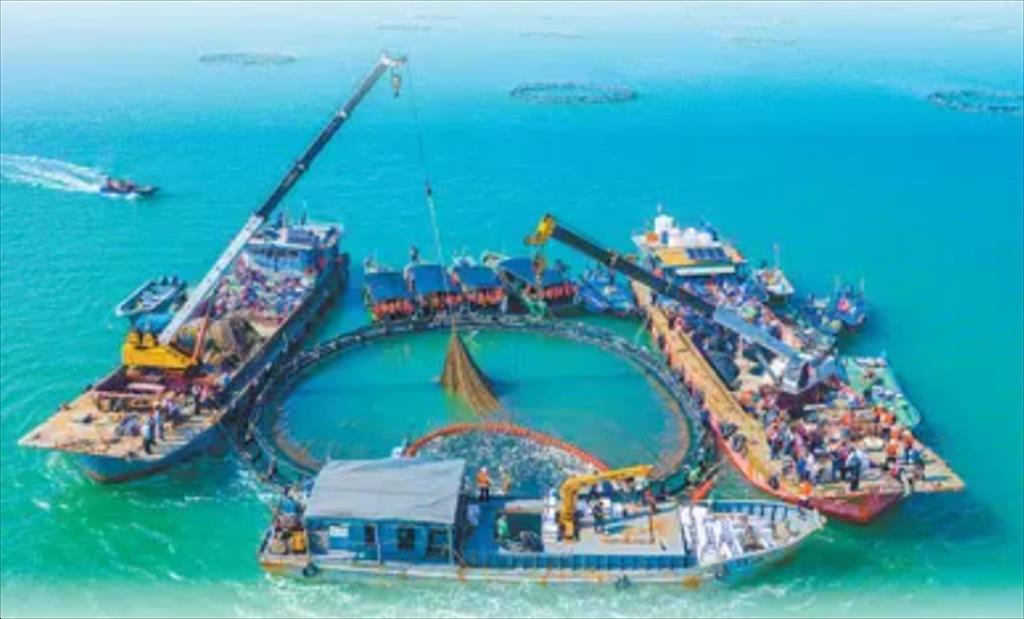 Trạm Giang, tỉnh Quảng Đông Trung Quốc phát triển mạnh ngành hải sản