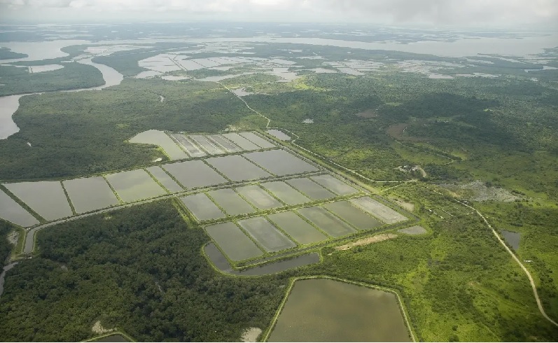 Xuất khẩu tôm Ecuador đối mặt nhiều khó khăn trong những tháng đầu năm