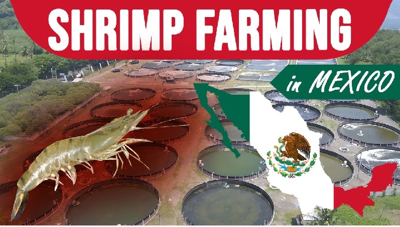 Mexico Sản lượng tôm đứng thứ 2 Mỹ Latinh