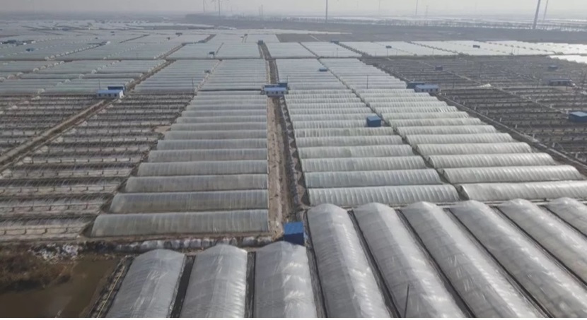 Trung Quốc Năng suất nuôi tôm tăng nhờ hệ thống nuôi nhà kính