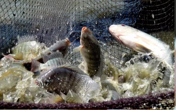Giá cá rô phi Brazil giảm do nguồn cung tăng