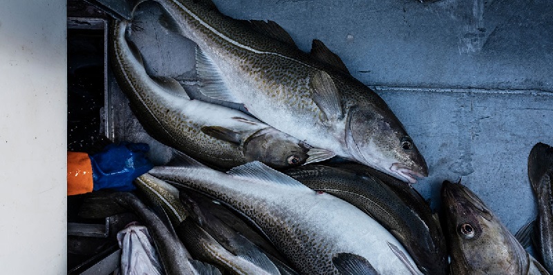 Giá cá tuyết Na Uy có thể tăng mạnh vào năm 2025 