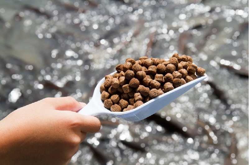 Na Uy tăng sử dụng nguyên liệu trong nước để sản xuất thức ăn thủy sản