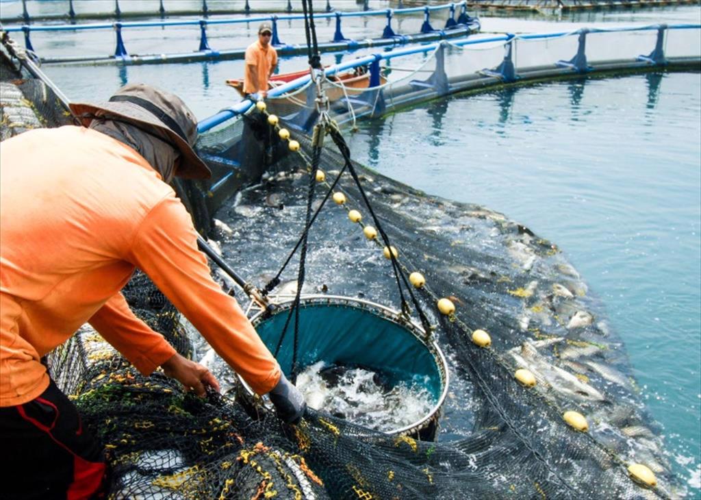 Skretting ra mắt thức ăn cho cá chẽm nuôi