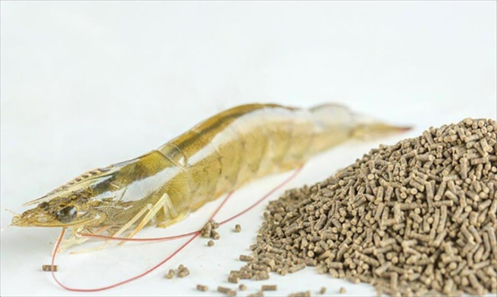 Ấn Độ Container sản phẩm cho nhà máy thức ăn chăn nuôi mới của một công ty tôm bị kiểm tra ma túy