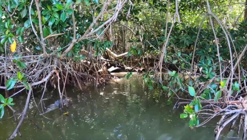 Phương pháp nuôi tôm mới có thể giúp bảo tồn rừng ngập mặn trên toàn thế giới