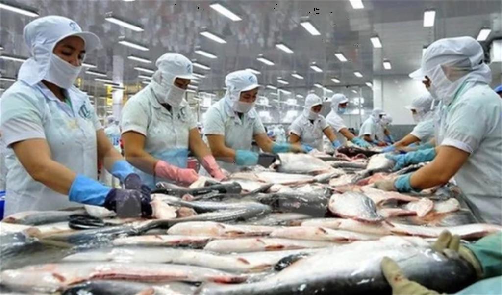 Xuất khẩu cá tra dự báo tăng trưởng mạnh nửa cuối năm 2024