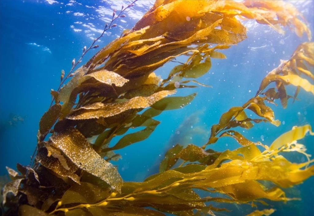 Công ty nuôi trồng thủy sản Trung Quốc Yida ghi điểm với việc bán tín chỉ carbon xanh