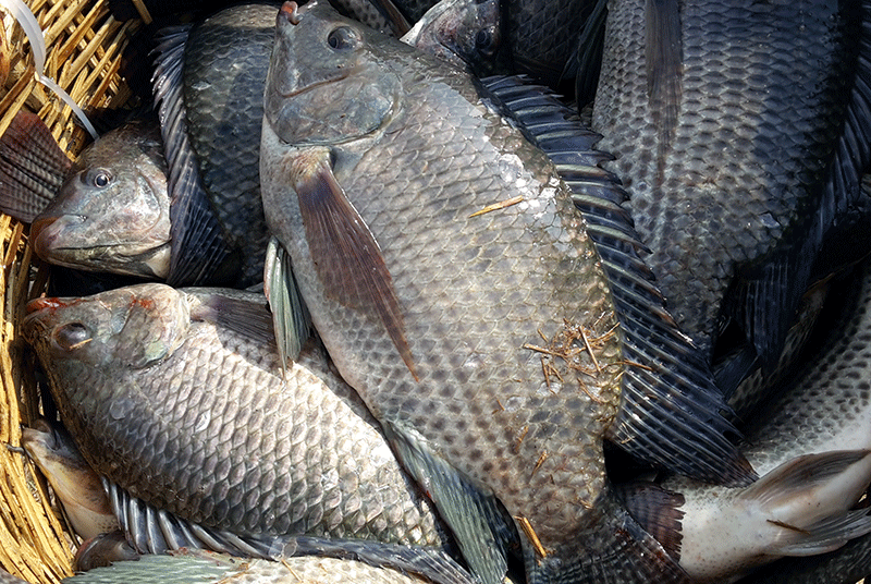 Giá cá rô phi cao ở Trung Quốc làm giảm nhu cầu của Mỹ 