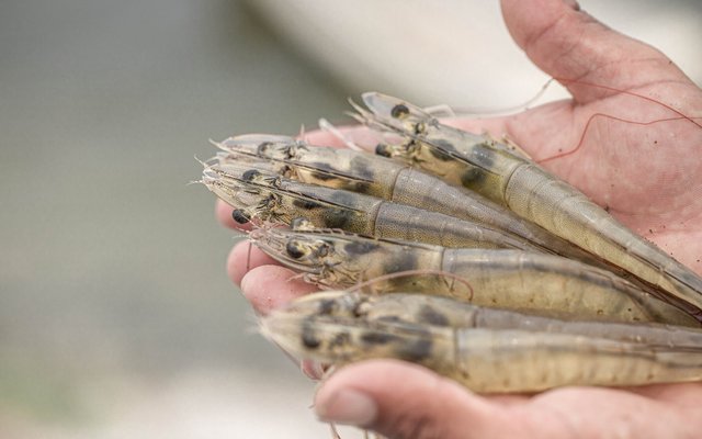 Nhật Bản tăng nhập tôm chân trắng từ Ecuador 