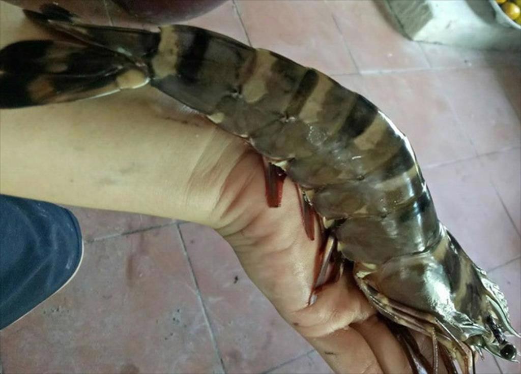 Thời kỳ phục hưng của tôm sú