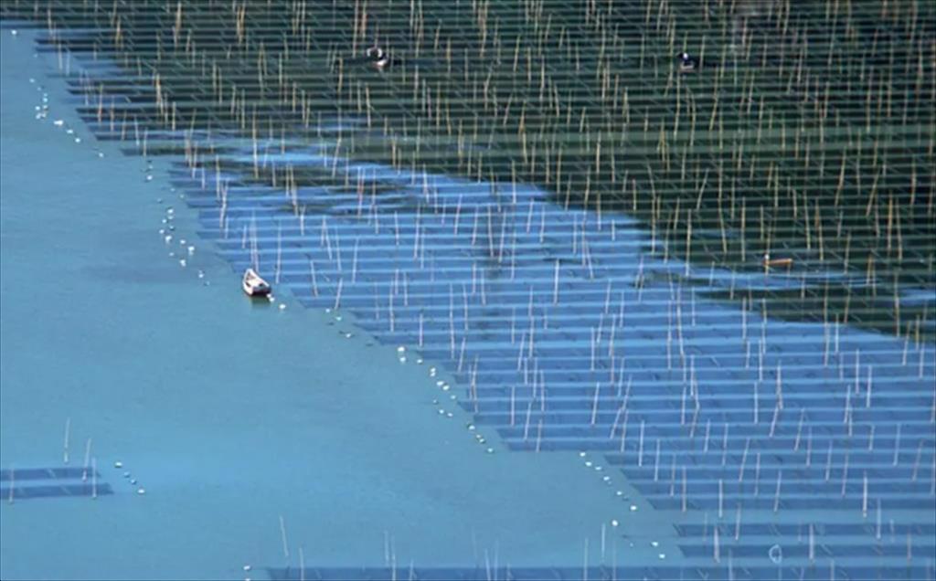 Các quốc gia quan tâm hợp tác trong nuôi trồng thủy sản