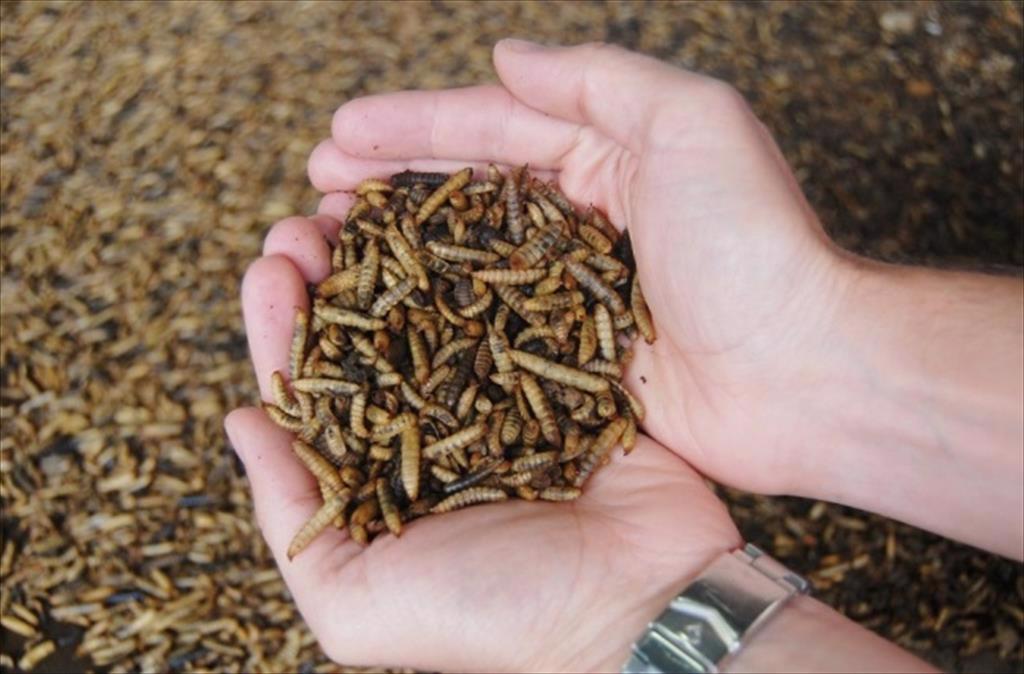 Marubeni (Nhật Bản) nuôi cá cam bằng thức ăn từ côn trùng