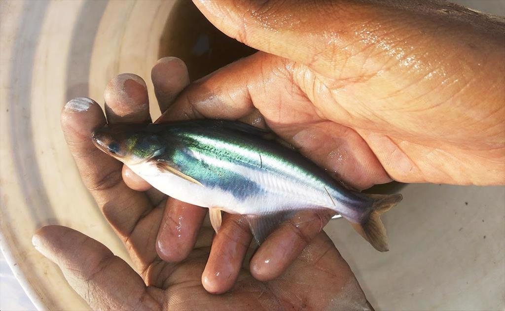 Tháng 32024, giá cá tra giống và giá cá tra nguyên liệu giảm