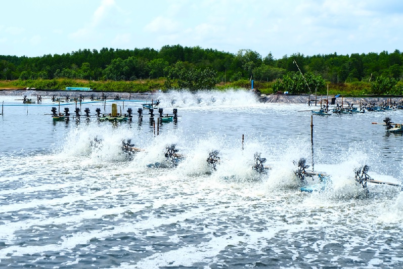 Thêm mùa tôm quá nhiều thách thức