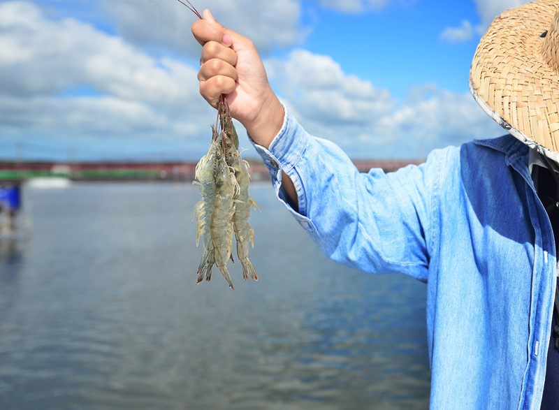 Thai Union Giảm phát thải carbon trong chuỗi cung ứng tôm