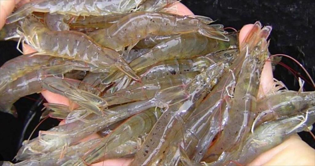 Ấn Độ đặt mục tiêu tăng xuất khẩu thủy sản lên 12 tỷ USD trong 2 năm