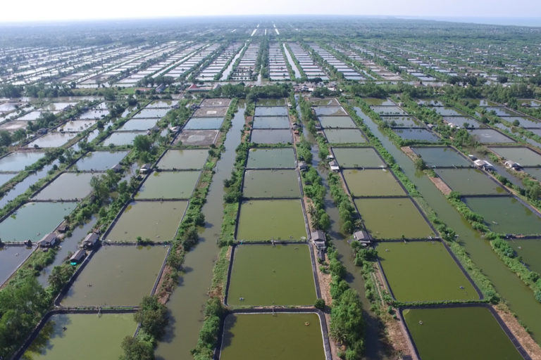 Indonesia, Ecuador thử nghiệm nuôi tôm bảo tồn rừng ngập mặn