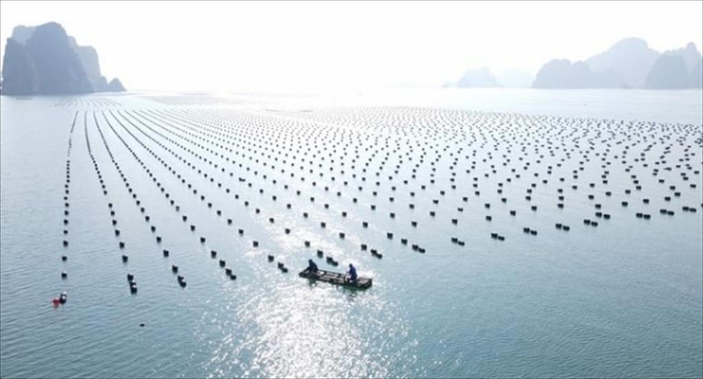 Nhiều nhà đầu tư quan tâm đến Quảng Ninh sau Hội nghị nuôi biển