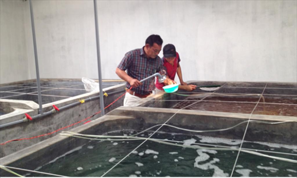 Xây dựng và phát triển thương hiệu tôm giống Bình Thuận