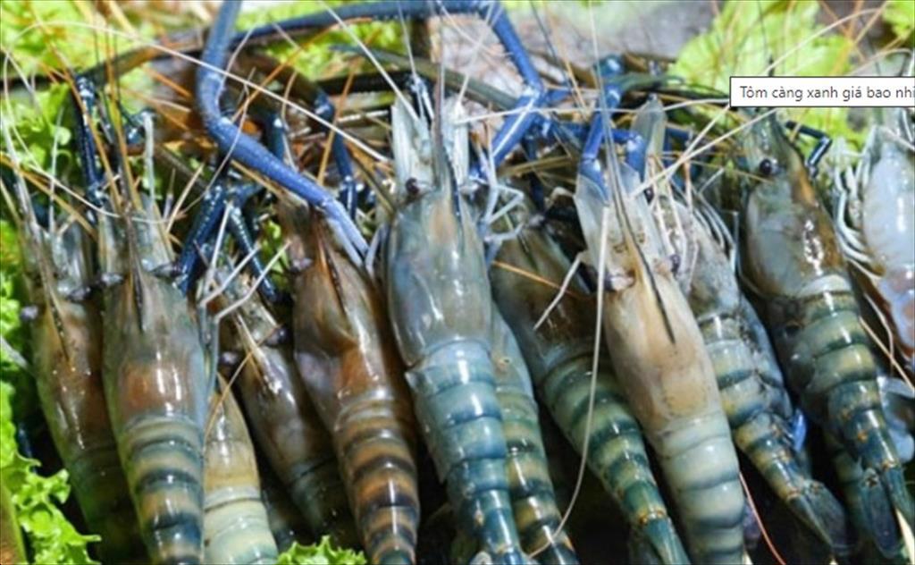 Tôm càng xanh Niềm hy vọng mới cho ngành nuôi trồng thủy sản Bangladesh