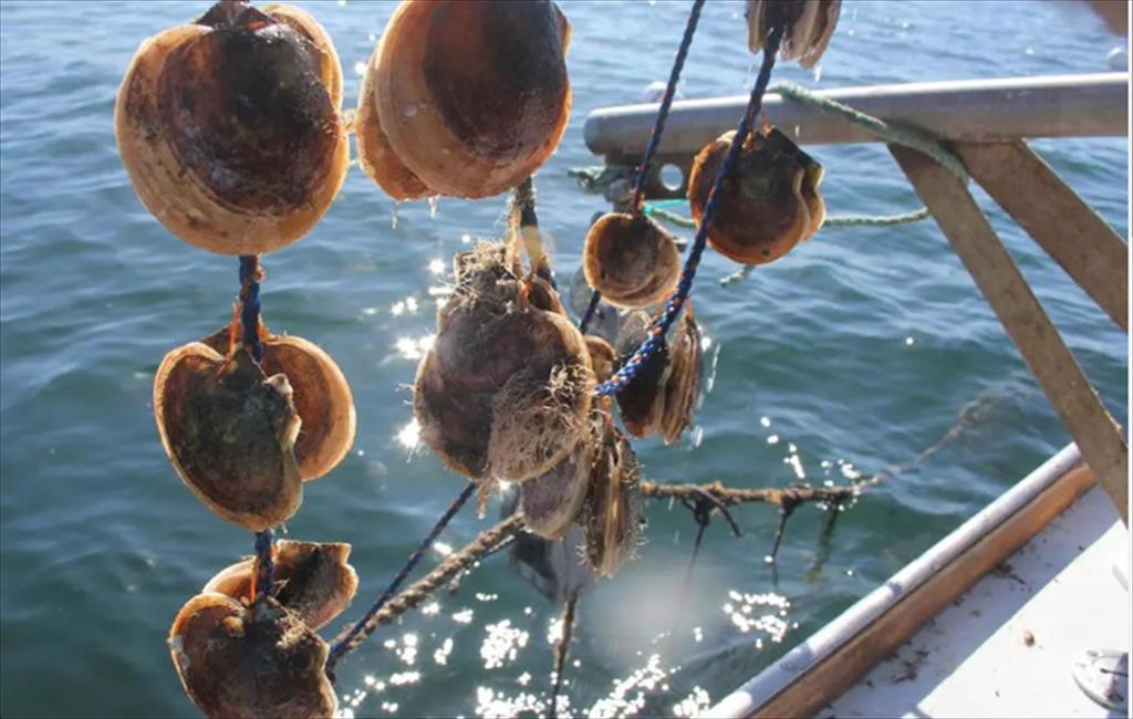 Nhật Bản nỗ lực đuổi kịp Trung Quốc về bằng sáng chế liên quan đến nuôi trồng thủy sản