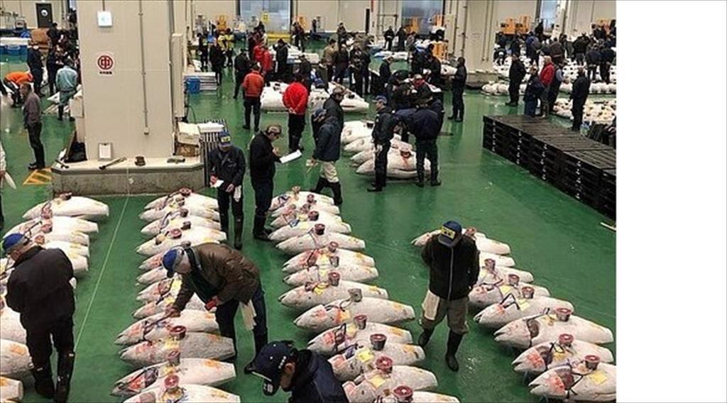 Nhật Bản Doanh số bán hải sản tại chợ cá lớn nhất thế giới sụt giảm hai thập kỷ