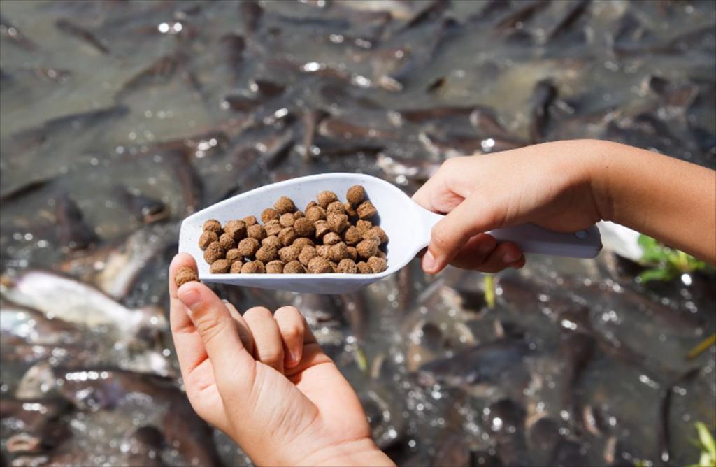 Đánh giá thị trường thức ăn thủy sản tại Việt Nam