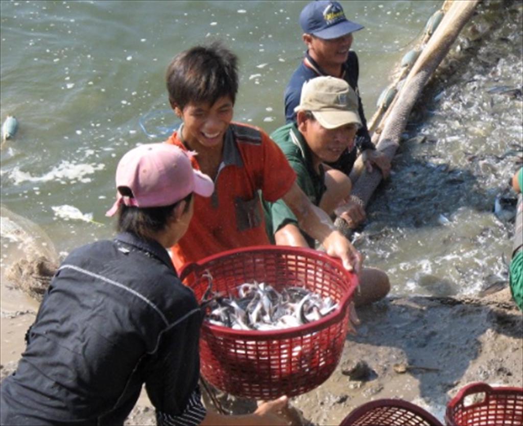 Sản lượng cá tra thu hoạch trong quý 12024 giảm so với cùng kỳ năm 2023