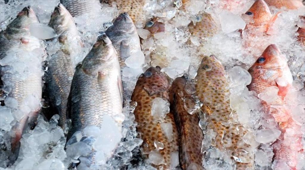 Thị trường thủy sản đông lạnh châu Âu sẽ tăng lên 31,9 tỷ USD vào năm 2032 