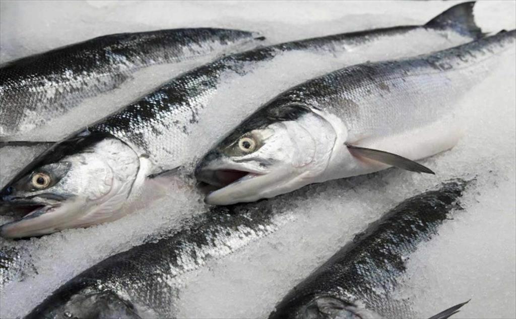 Giá thủy sản tại châu Âu ​​sẽ tăng do tình hình ở Biển Đỏ 