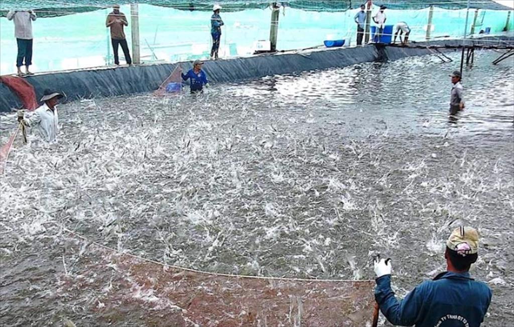 Cà Mau Province develops shrimp farming on large scale