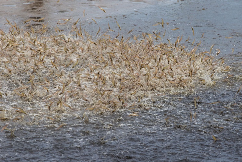 Dư cung toàn cầu, những hệ lụy trước mắt và hướng đi nào cho tôm Việt