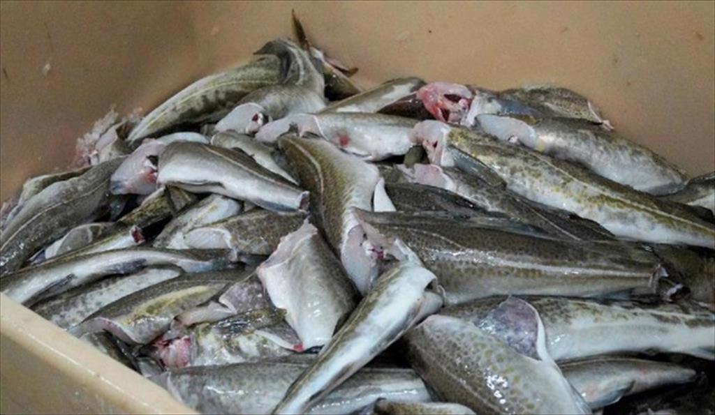 Nga kết thúc mùa cá minh thái thành công, thu hoạch hơn 1 triệu tấn