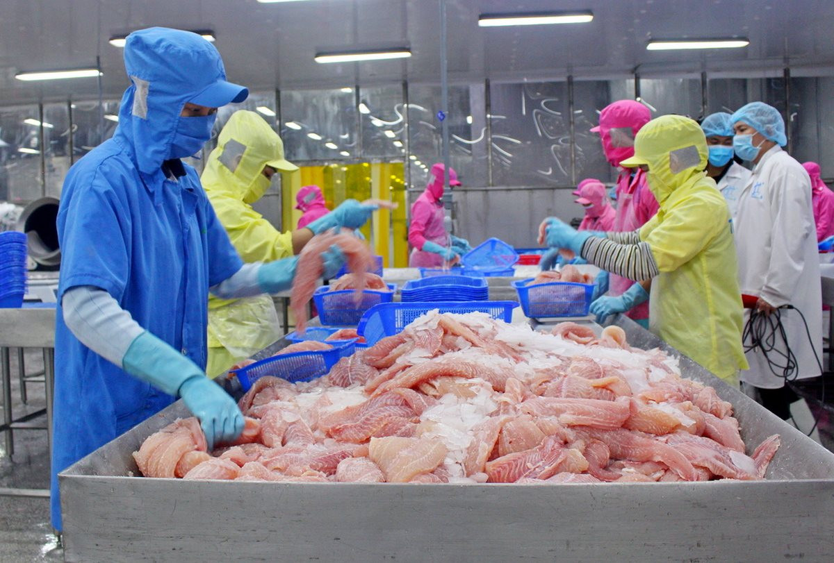 Pangasius is the top choice for Brazilian seafood importers