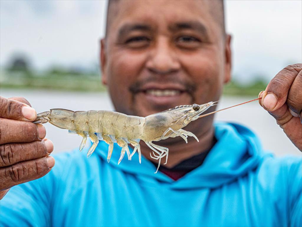 Ecuador Xuất khẩu tôm tháng 22024 tiếp tục giảm 