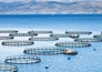FAO: Sản lượng thủy sản nuôi và khai thác đạt kỷ lục vào năm 2022 