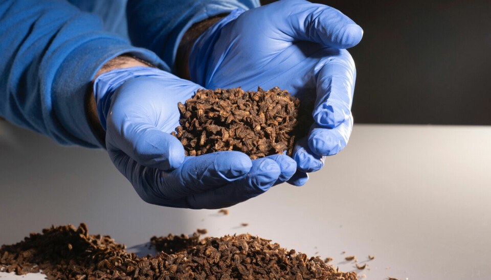 Bioflytech bắt đầu sản xuất bột côn trùng tại nhà máy Galicia 