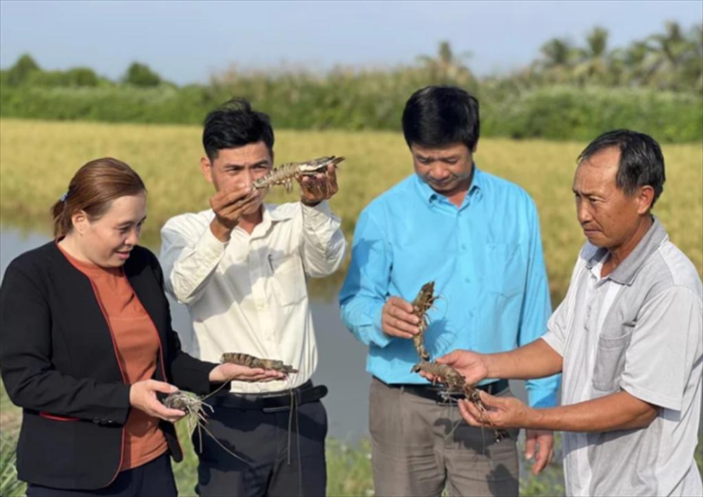 ‘Vua tôm’ Minh Phú’ Tôm - lúa thuận thiên giúp nông dân thu tiền tỷ